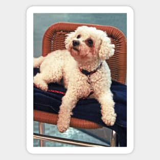 Little White Poodle Sticker